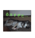 気まぐれマー君（個別スタンプ：13）