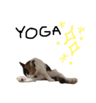 KIKI ^._.^   3（個別スタンプ：3）