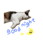 KIKI ^._.^   3（個別スタンプ：6）