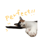 KIKI ^._.^   3（個別スタンプ：8）