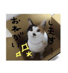 KIKI ^._.^   3（個別スタンプ：9）