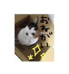 KIKI ^._.^   3（個別スタンプ：10）