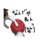 KIKI ^._.^   3（個別スタンプ：14）