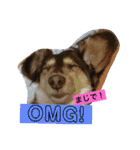 ダックスフント日本語と英語すたんぷ（個別スタンプ：3）