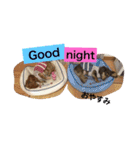 ダックスフント日本語と英語すたんぷ（個別スタンプ：10）
