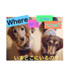 ダックスフント日本語と英語すたんぷ（個別スタンプ：22）