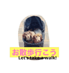 ダックスフント日本語と英語すたんぷ（個別スタンプ：28）