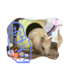 プティのあいさつ（個別スタンプ：2）