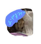 プティのあいさつ（個別スタンプ：5）