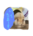 プティのあいさつ（個別スタンプ：6）
