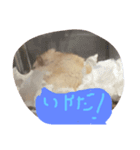 プティのあいさつ（個別スタンプ：8）