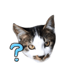 我が家の愉快な猫達（個別スタンプ：1）