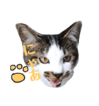 我が家の愉快な猫達（個別スタンプ：2）