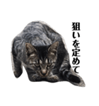 我が家の愉快な猫達（個別スタンプ：3）