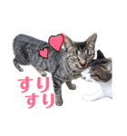 我が家の愉快な猫達（個別スタンプ：4）