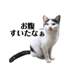我が家の愉快な猫達（個別スタンプ：5）