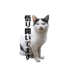 我が家の愉快な猫達（個別スタンプ：6）