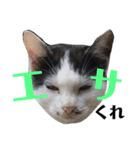 我が家の愉快な猫達（個別スタンプ：8）