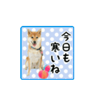 柴犬つむぎ ～冬〜（個別スタンプ：1）