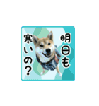 柴犬つむぎ ～冬〜（個別スタンプ：2）