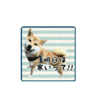 柴犬つむぎ ～冬〜（個別スタンプ：3）