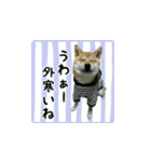 柴犬つむぎ ～冬〜（個別スタンプ：4）