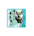 柴犬つむぎ ～冬〜（個別スタンプ：5）