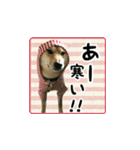 柴犬つむぎ ～冬〜（個別スタンプ：6）