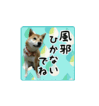 柴犬つむぎ ～冬〜（個別スタンプ：7）