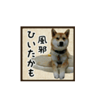 柴犬つむぎ ～冬〜（個別スタンプ：8）