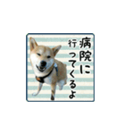 柴犬つむぎ ～冬〜（個別スタンプ：9）