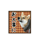 柴犬つむぎ ～冬〜（個別スタンプ：10）