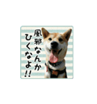 柴犬つむぎ ～冬〜（個別スタンプ：11）