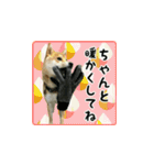 柴犬つむぎ ～冬〜（個別スタンプ：13）