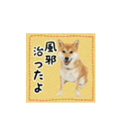 柴犬つむぎ ～冬〜（個別スタンプ：14）