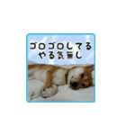 柴犬つむぎ ～冬〜（個別スタンプ：16）