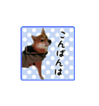 柴犬つむぎ ～冬〜（個別スタンプ：18）