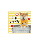 柴犬つむぎ ～冬〜（個別スタンプ：19）