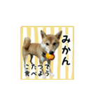 柴犬つむぎ ～冬〜（個別スタンプ：20）