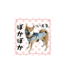 柴犬つむぎ ～冬〜（個別スタンプ：21）