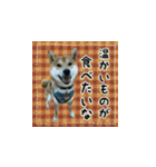 柴犬つむぎ ～冬〜（個別スタンプ：25）