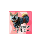 柴犬つむぎ ～冬〜（個別スタンプ：26）