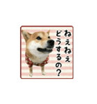 柴犬つむぎ ～冬〜（個別スタンプ：27）