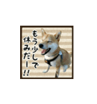 柴犬つむぎ ～冬〜（個別スタンプ：29）