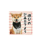 柴犬つむぎ ～冬〜（個別スタンプ：30）