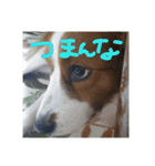 嵐夢(らいむ)の日常（個別スタンプ：1）