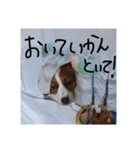 嵐夢(らいむ)の日常（個別スタンプ：11）