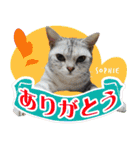 ねこズ_愛する ねこ達（個別スタンプ：3）