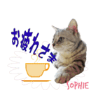ねこズ_愛する ねこ達（個別スタンプ：5）