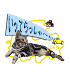 ねこズ_愛する ねこ達（個別スタンプ：6）